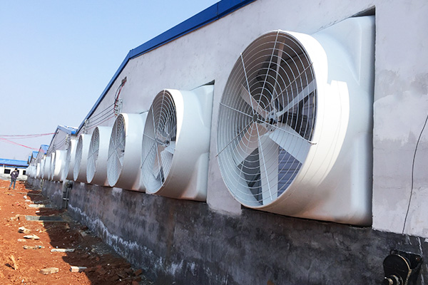 Animal husbandry fan motor purchase skills